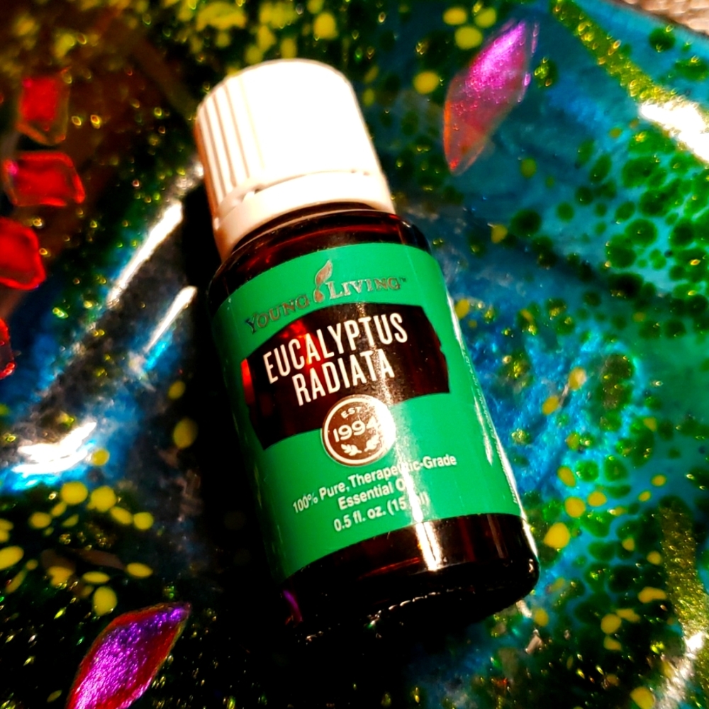 Eucalyptus Radiata YL